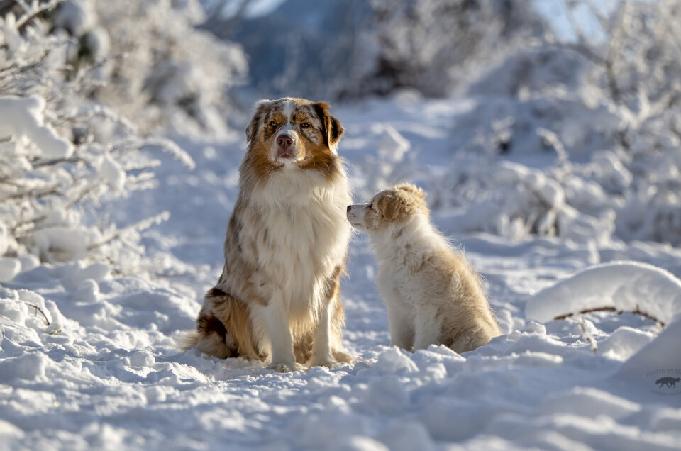 Hundefotografie im Winterwunderland – Einzigartige Momente mit den Hundebrüdern Luki und Maxi